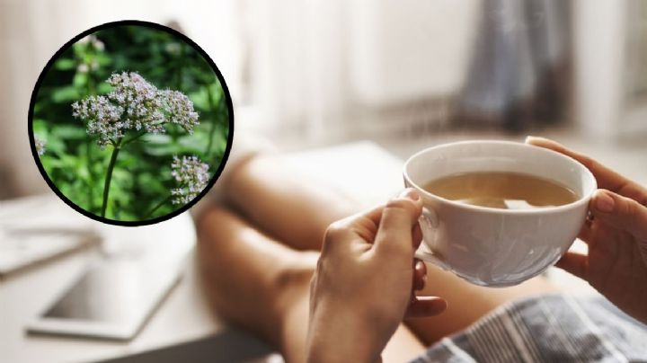 La hierba medicinal que te ayudará a combatir la ansiedad