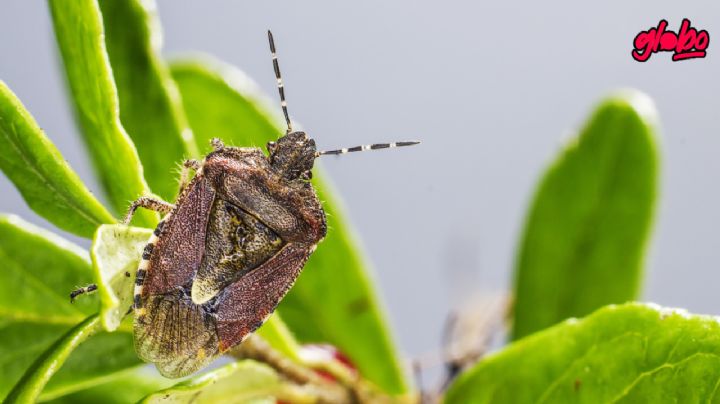 ¿Cómo eliminar las chinches con aceite de menta?