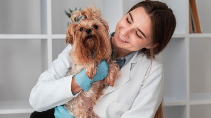 Hospital Veterinario de la CDMX: ¿Cómo obtener una consulta para tu perro o gato?