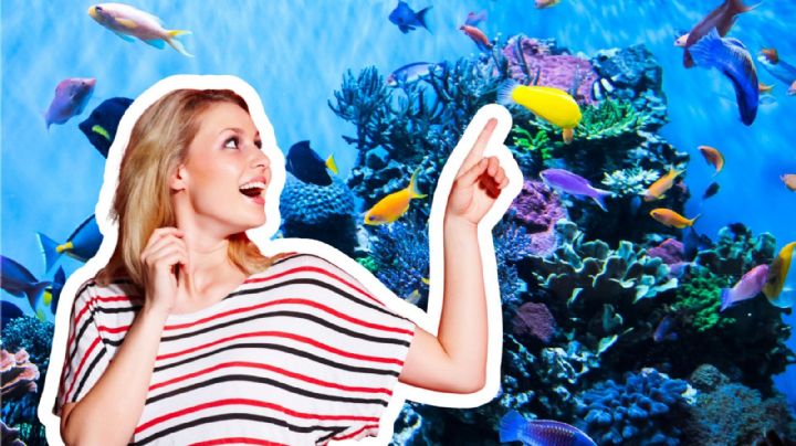 Acuario Michin: Así puedes conseguir los boletos de 99 pesos