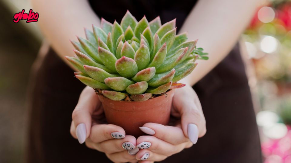 Descubre cómo cuidar el árbol de la abundancia para activar la energía positiva y atraer la fortuna a tu hogar.