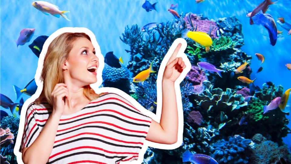 Acuario Michin: Boletos de 99 pesos.