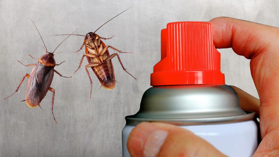 Consecuencias de pisar cucarachas.