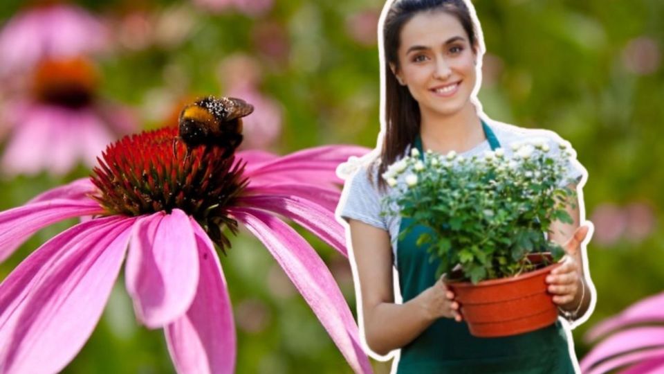 Crear un jardín polinizador en casa y ayudar a conservar especies esenciales para el planeta.