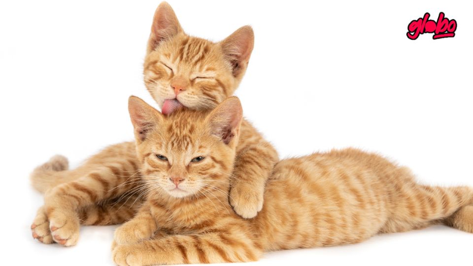 De seguro has notado que algo sobresale bajo la panza de tu gato, esto tiene nombre y cumple funciones primordiales.