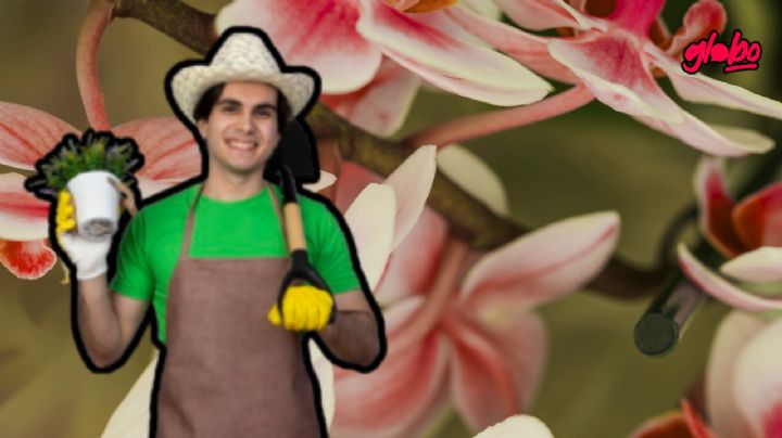 El suculento fertilizante de orquídeas que le dará vida a tus plantas