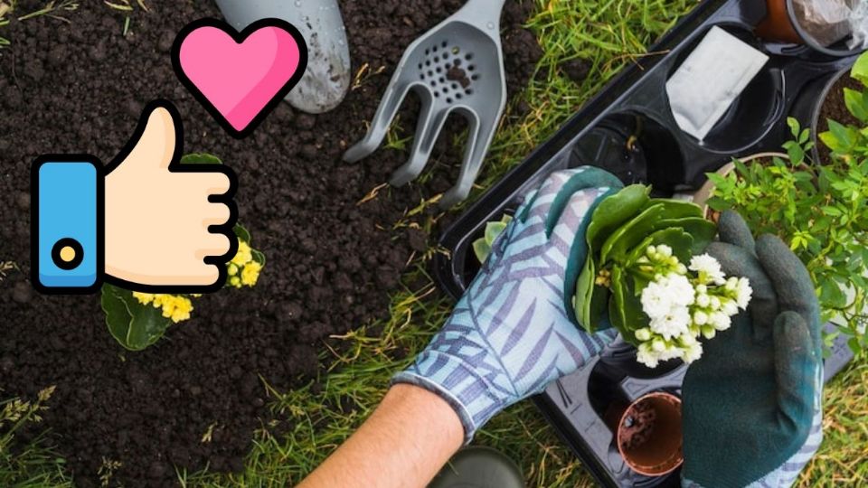 Estos abonos caseros y fertilizantes naturales son una alternativa económica y muy efectiva.
