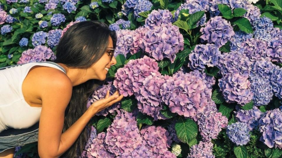 Las hortensias, con su impresionante floración y facilidad de cuidado, pueden transformar cualquier espacio.
