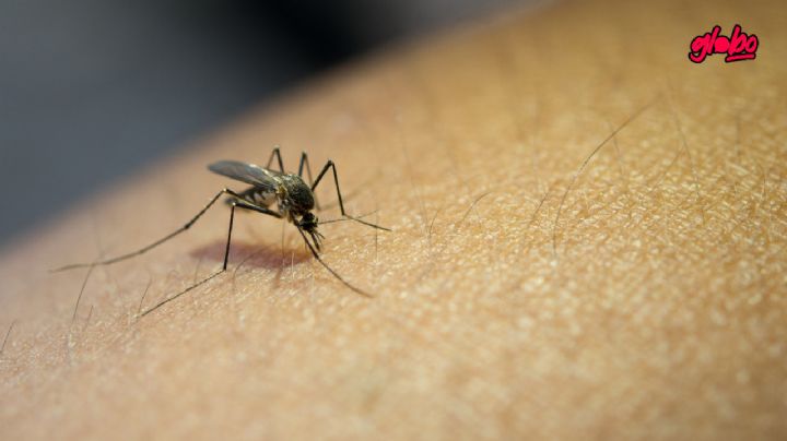 ¿Cuánto tiempo vive un mosquito en tu casa?