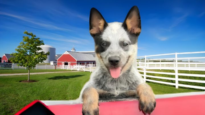 Él es el perrito Ramoncito que es un gran pastor en la granja