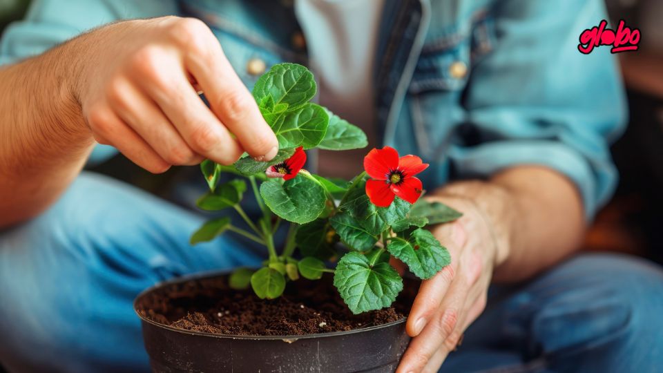 Este abono orgánico transforma la Nochebuena para que florezca saludable cada temporada.
