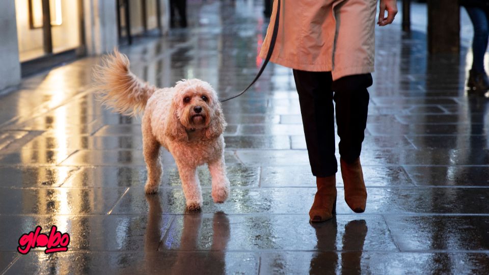 Descubre los cuidados esenciales para proteger a tus mascotas durante la temporada de lluvia, según la SSP.