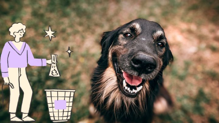 ¿Cómo desechar correctamente las heces de tus perros para evitar inundaciones?