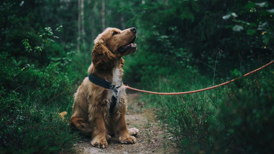 Las razas de perros grandes y braquicéfalas suelen tener una esperanza de vida más corta debido a factores genéticos y de salud.