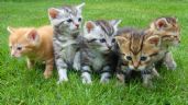 Foto ilustrativa de la nota titulada: ¿Cuáles son las razas de gatos ideales para una familia?
