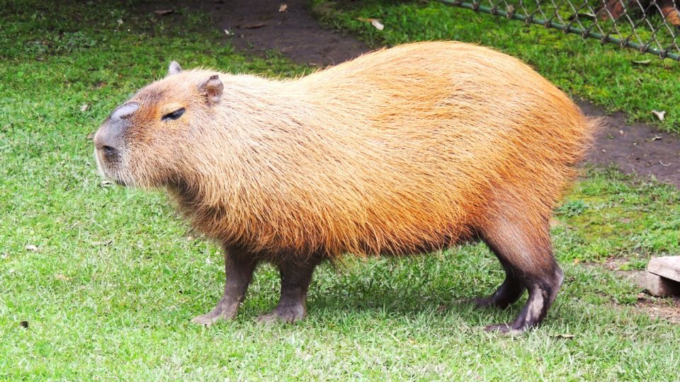 En México, tener un capibara como mascota requiere permisos de la Semarnat y comprobar su procedencia legal.
