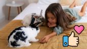 Foto ilustrativa de la nota titulada: ¿Por qué debes tener un conejo como mascota? Ventajas de tener a uno de estos animalitos