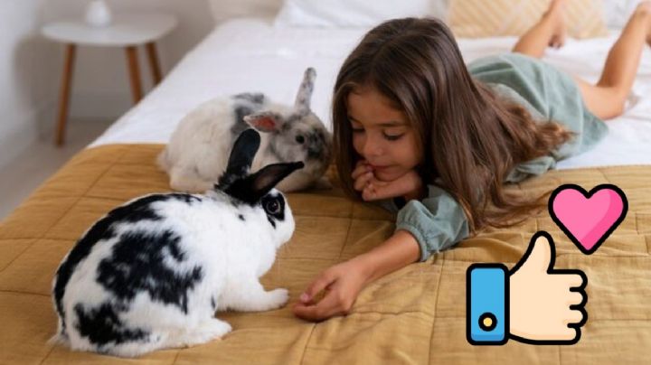 ¿Por qué debes tener un conejo como mascota? Ventajas de tener a uno de estos animalitos