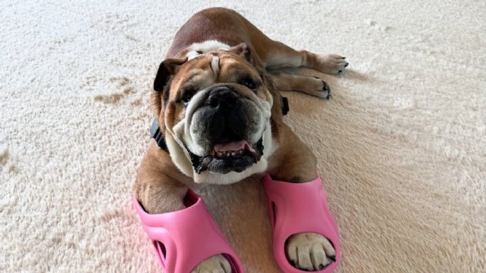 ¿Cuánto dinero ganaba Roscoe, perrito de Lewis Hamilton que murió y por qué le pagaban?