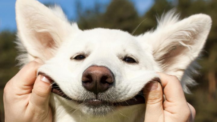 ¿Tu perro es feliz? Averígualo con estas señales que debes ver en tu lomito