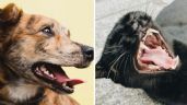 Foto ilustrativa de la nota titulada: ¿Qué animales o mascotas además de perros y gatos te pueden transmitir rabia?