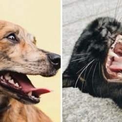 ¿Qué animales o mascotas además de perros y gatos te pueden transmitir rabia?