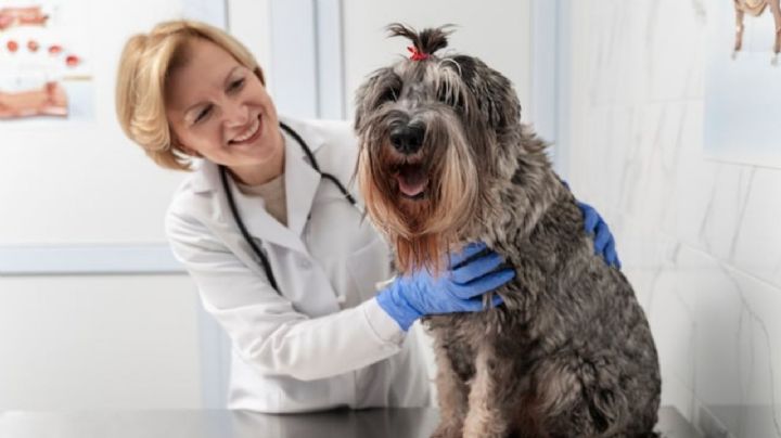 Ventajas y desventajas de esterilizar a tu perrita y qué alternativas existen