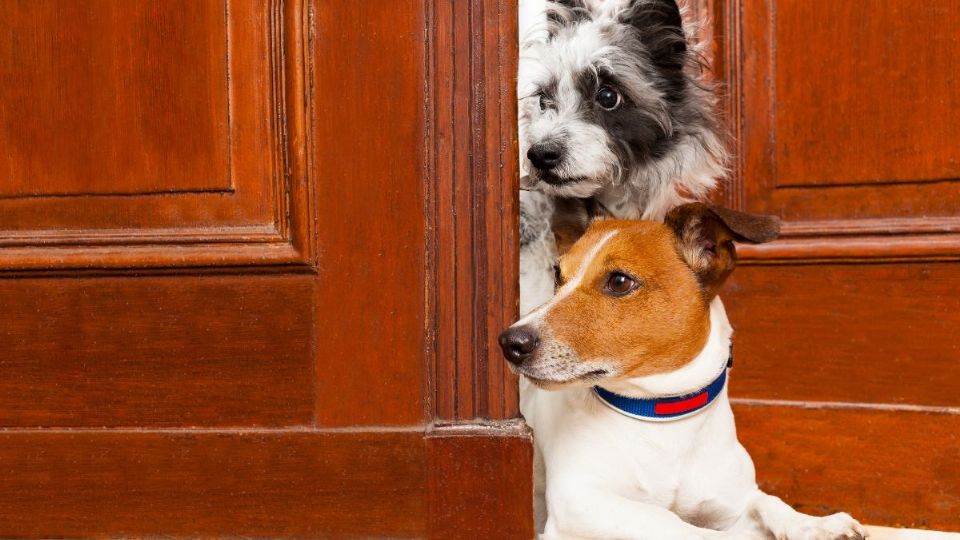¿Tu perro te espera en la puerta? Esto es lo que significa, según veterinarios