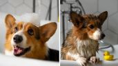 Foto ilustrativa de la nota titulada: Señales con las que puedes saber si a tu perro le gusta bañarse o si se estresa y recomendaciones