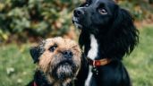 Foto ilustrativa de la nota titulada: ¿Tienes varias mascotas? Conoce las 10 razas de perros reactivos con otros animales