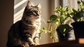Foto ilustrativa de la nota titulada: ¿Qué tipos de plantas de interior son seguras para tus gatos?