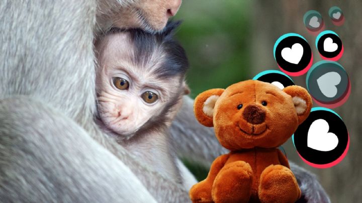Punch el mono viral 2026: ¿Quién es y por qué abraza su peluche naranja?
